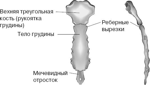 Анатомия на пальцах. Для детей и родителей, которые хотят объяснять детям - _43.jpg