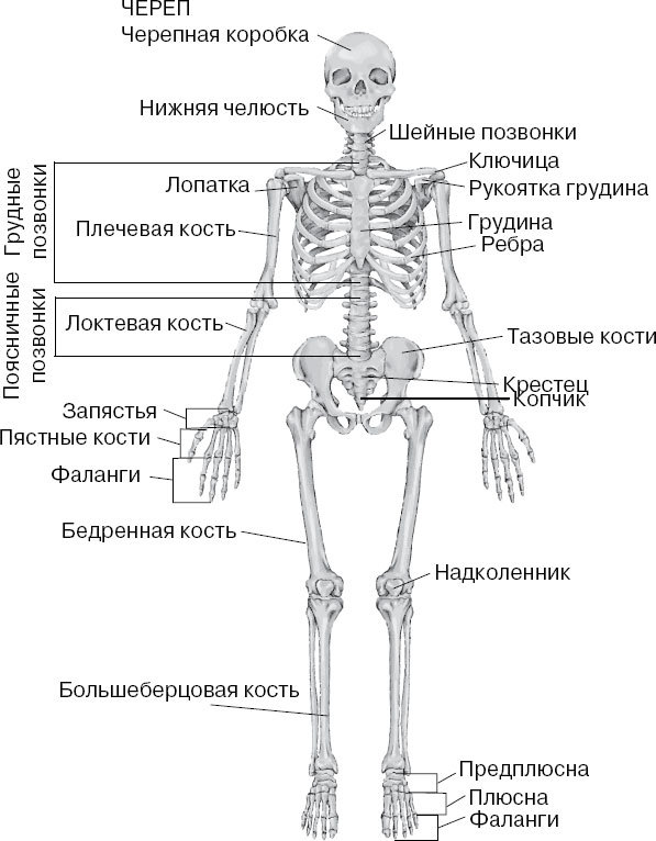 Анатомия на пальцах. Для детей и родителей, которые хотят объяснять детям - _44.jpg