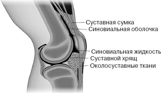 Анатомия на пальцах. Для детей и родителей, которые хотят объяснять детям - _49.jpg