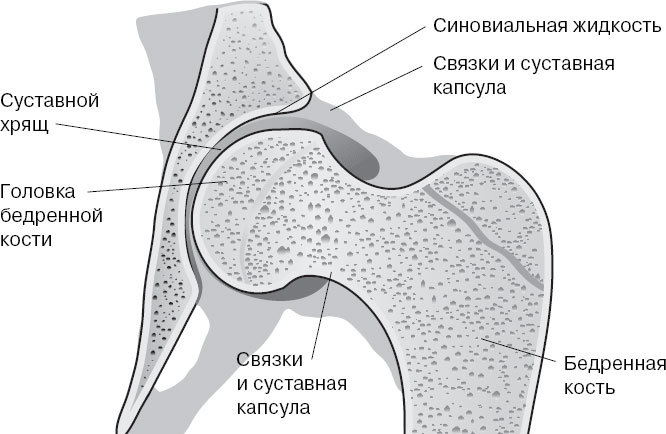 Анатомия на пальцах. Для детей и родителей, которые хотят объяснять детям - _51.jpg