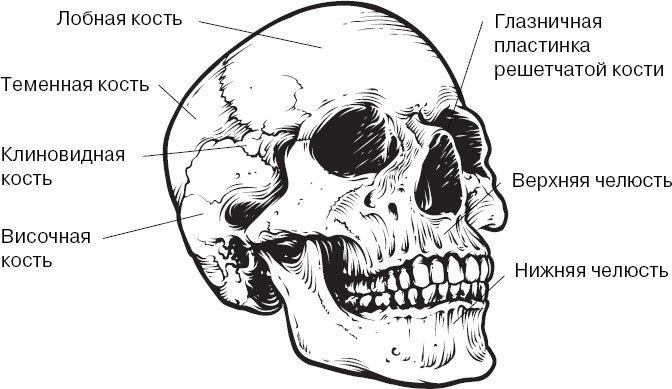 Анатомия на пальцах. Для детей и родителей, которые хотят объяснять детям - _54.jpg