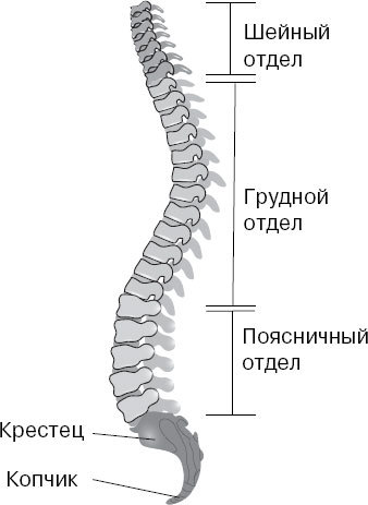 Анатомия на пальцах. Для детей и родителей, которые хотят объяснять детям - _55.jpg