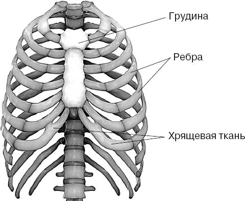 Анатомия на пальцах. Для детей и родителей, которые хотят объяснять детям - _57.jpg