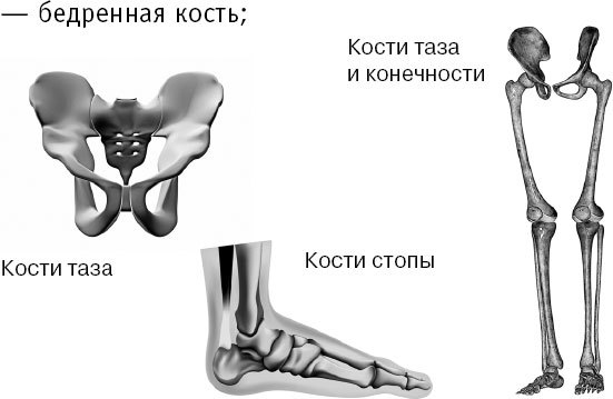 Анатомия на пальцах. Для детей и родителей, которые хотят объяснять детям - _59.jpg