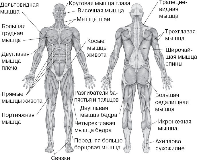 Анатомия на пальцах. Для детей и родителей, которые хотят объяснять детям - _65.jpg