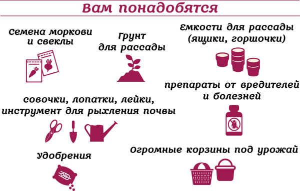 Морковь и свекла на эко грядках. Урожай без химии - img_1.png