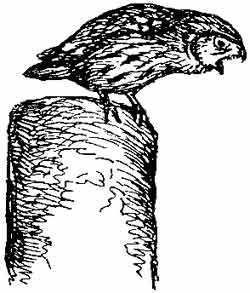 Пернатые многоженцы - _03.jpg