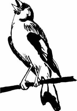 Пернатые многоженцы - _08.jpg