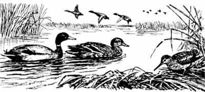 Пернатые многоженцы - _31.jpg