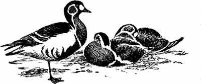 Пернатые многоженцы - _33.jpg