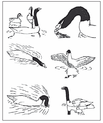 Лебеди мира. Структура и эволюция сигнального поведения - i_003.png