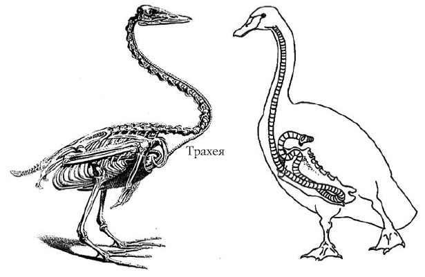 Лебеди мира. Структура и эволюция сигнального поведения - i_008.png