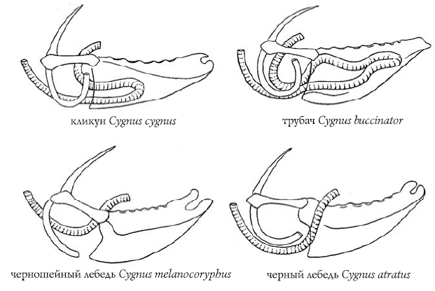 Лебеди мира. Структура и эволюция сигнального поведения - i_009.png