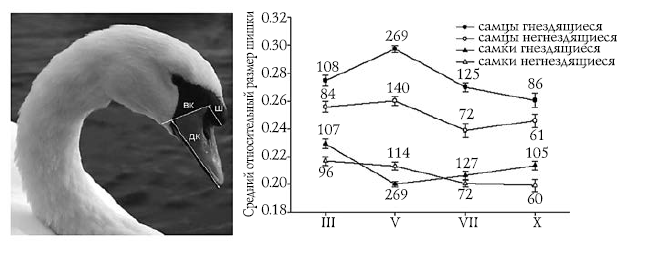Лебеди мира. Структура и эволюция сигнального поведения - i_010.png