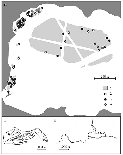 Лебеди мира. Структура и эволюция сигнального поведения - i_014.png