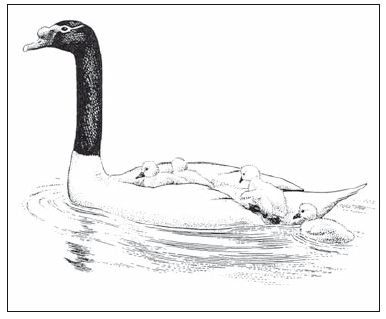 Лебеди мира. Структура и эволюция сигнального поведения - i_015.png