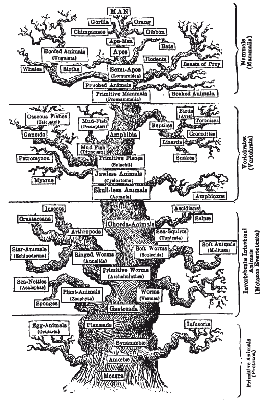 Биологическая систематика: Эволюция идей - i_009.png