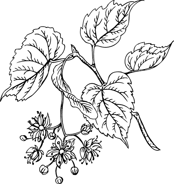 Сад и огород без болезней и вредителей. Как защитить, но не травить - i_017.jpg