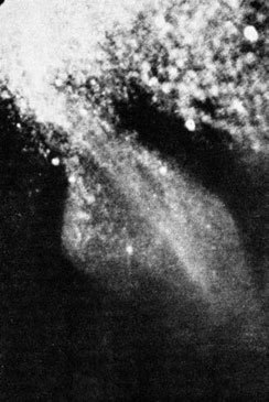 Невероятная зоология. Зоологические мифы и мистификации - i_024.jpg