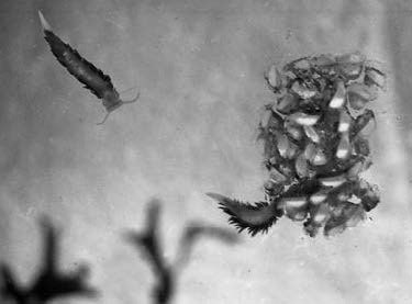 Записки водолазного старшины. Взгляд зоолога-натуралиста - i_014.jpg