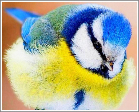 Кошкин сын (СИ) - _70.jpg