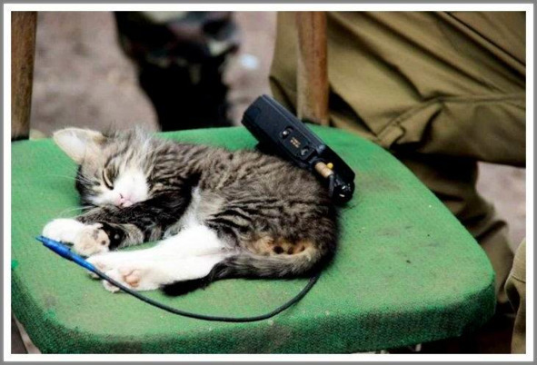 Кошкин сын (СИ) - _100.jpg