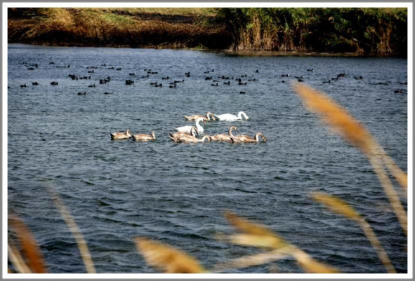 Кошкин сын (СИ) - _28.jpg