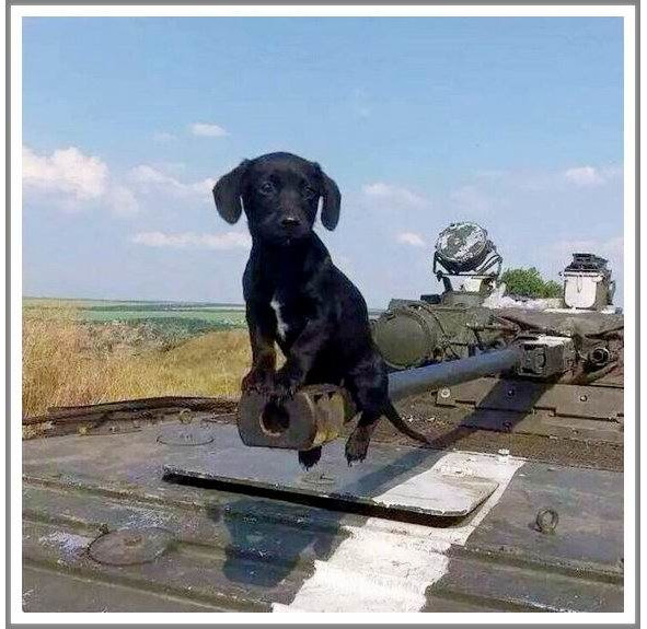 Кошкин сын (СИ) - _89.jpg