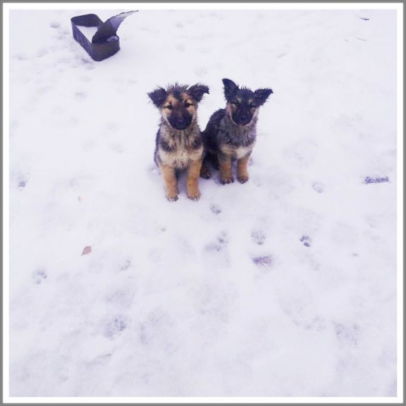 Кошкин сын (СИ) - _91.jpg