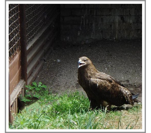 Кошкин сын (СИ) - _115.jpg