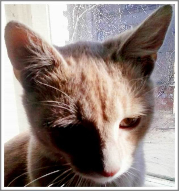 Кошкин сын (СИ) - _56.jpg