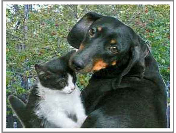 Кошкин сын (СИ) - _62.jpg