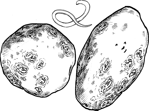 Хитрые грядки. Толковая книга для тех, кто любит отдыхать - i_017.jpg