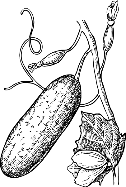 Хитрые грядки. Толковая книга для тех, кто любит отдыхать - i_019.jpg