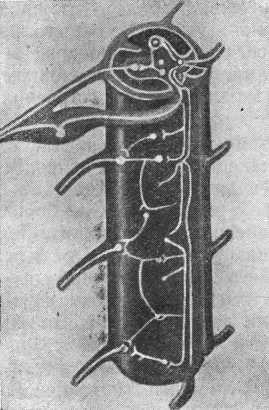 От инстинкта до разума<br />(Очерк науки о поведении) - i_006.jpg