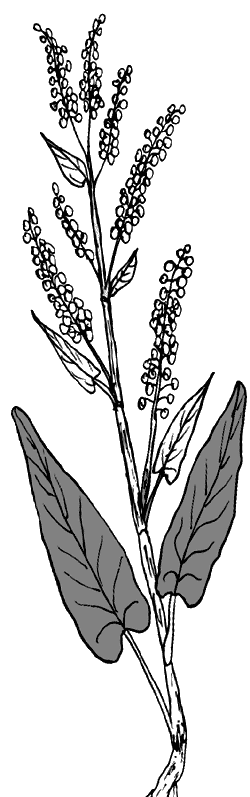 Барсучий нос. С вопросами и ответами для почемучек - i_020.png