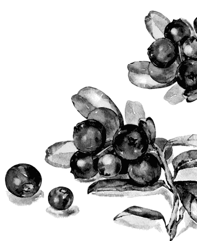 Барсучий нос. С вопросами и ответами для почемучек - i_027.png