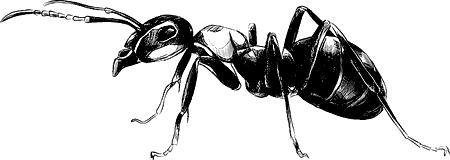 Барсучий нос. С вопросами и ответами для почемучек - i_033.png