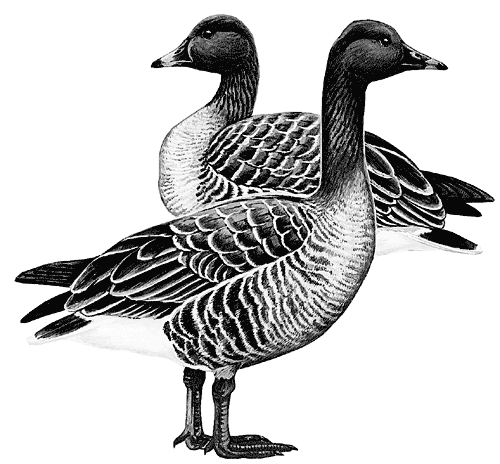 Рассказы о природе. С вопросами и ответами для почемучек - i_018.png