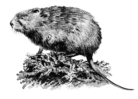 Рассказы о природе. С вопросами и ответами для почемучек - i_019.png