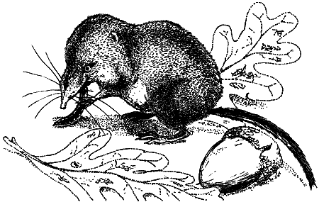 Рассказы о природе. С вопросами и ответами для почемучек - i_020.png