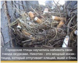 Латиница - _26.jpg