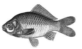 Постимся по-гречески. Постные блюда греческой монастырской традиции - i_034.jpg