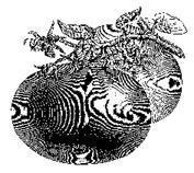 Постимся по-гречески. Постные блюда греческой монастырской традиции - i_057.jpg