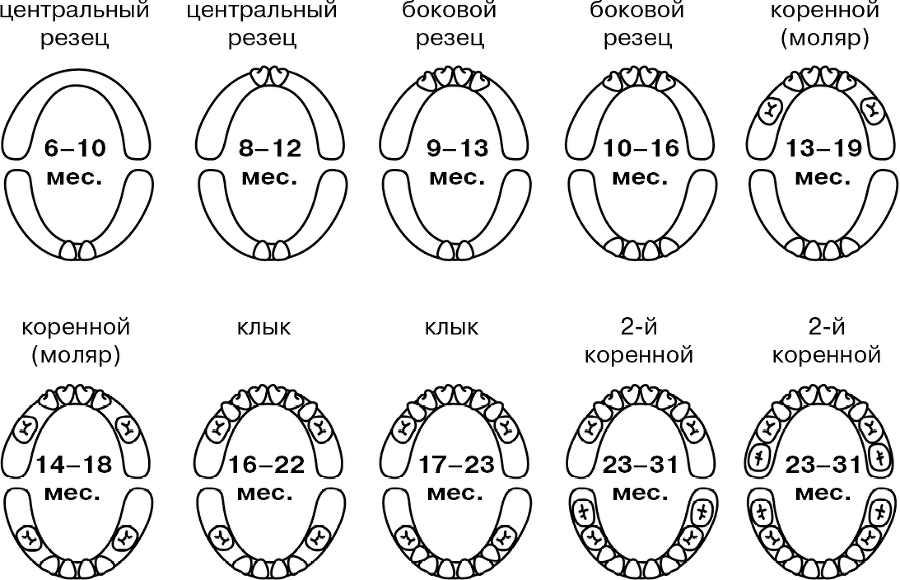 Стоматолог Селютина, у меня вопрос: как заботиться о детских зубах? - i_002.png