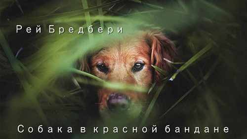 Пес в красной бандане - i_001.jpg