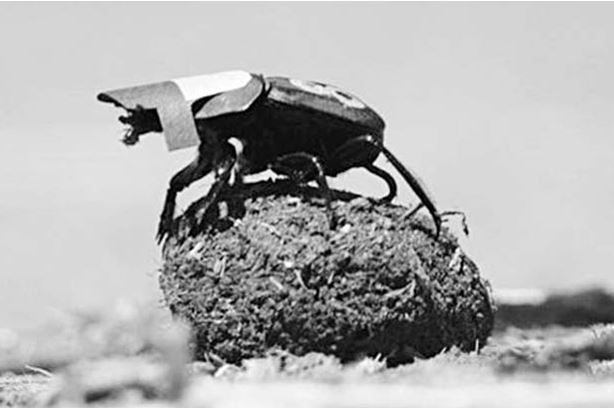 Удивительные насекомые - i_023.jpg