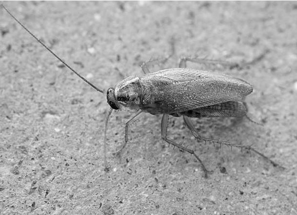 Удивительные насекомые - i_025.jpg