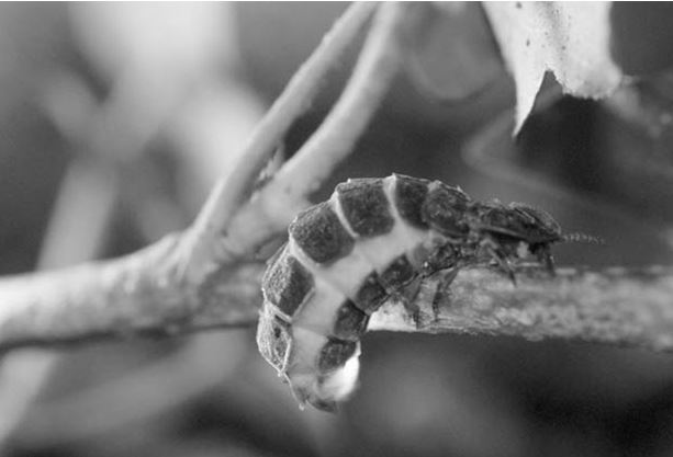 Удивительные насекомые - i_028.jpg