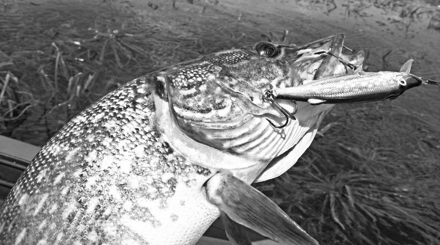 Истоки русского бестиария - i_022.jpg